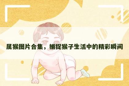 属猴图片合集，捕捉猴子生活中的精彩瞬间