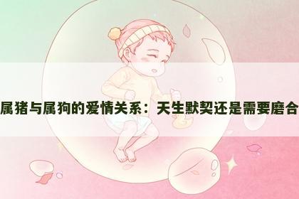 属猪与属狗的爱情关系：天生默契还是需要磨合