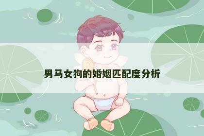 男马女狗的婚姻匹配度分析