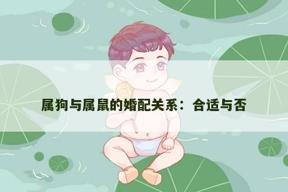 属狗与属鼠的婚配关系：合适与否