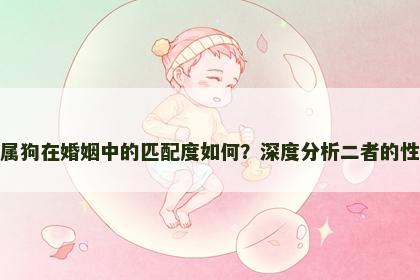 属狗与属狗在婚姻中的匹配度如何？深度分析二者的性格特点