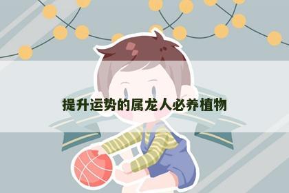 提升运势的属龙人必养植物
