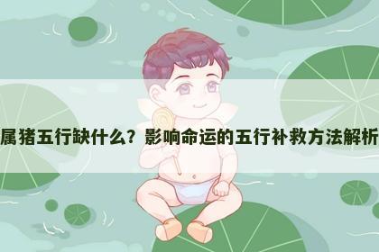 属猪五行缺什么？影响命运的五行补救方法解析